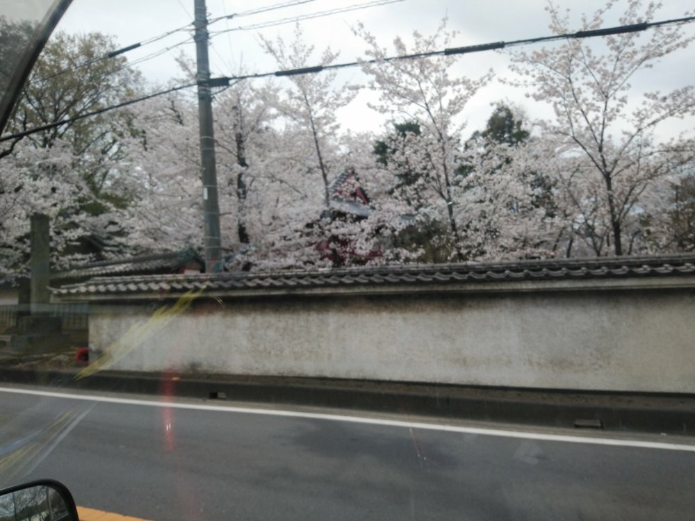 任務完了！🌸を見ながら帰社します。伊奈町周辺綺麗ですね＼(^o^)／